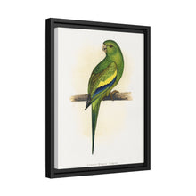 Canary-Winged Conure ( Brotogeris versicolurus) colored wood-engraved plate by Alexander Francis Lydon