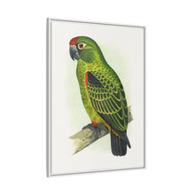 Placa grabada en madera de color loro de Jardine (Poicephalus gulielmi gulielmi) de Alexander Francis Lydon. 