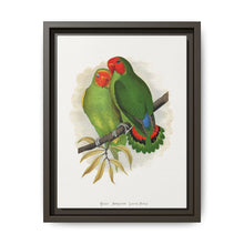 West African Love-Bird (Agapornis) colored wood-engraved plate by Alexander Francis Lydon. - NOMADEN ART GALLERY