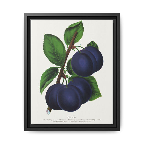 Niagara plum lithograph. Digitally enhanced from our own original 1900 edition plates of Botanical Specimen published by Rochester Lithographing - NOMADEN ART GALLERY