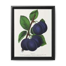 Niagara plum lithograph. Digitally enhanced from our own original 1900 edition plates of Botanical Specimen published by Rochester Lithographing - NOMADEN ART GALLERY