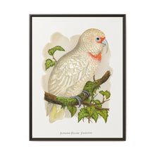 Slender-Billed Cockatoo (Cacatua tenuirostris) colored wood-engraved plate by Alexander Francis Lydon. - NOMADEN ART GALLERY