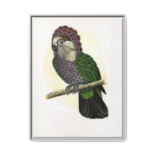 Hawk-Headed Parrot (Deroptyus accipitrinus) colored wood-engraved plate by Alexander Francis Lydon. - NOMADEN ART GALLERY