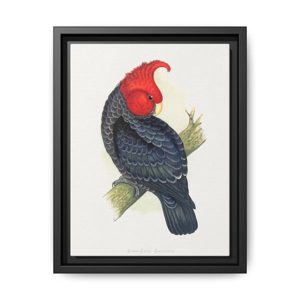 Gang-Gang Cockatoo (Callocephalon fimbriatum) colored wood-engraved plate by Alexander Francis Lydon - NOMADEN ART GALLERY