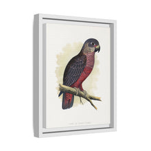 Dusky or Violet Parrot (Pionus fuscus) colored wood-engraved plate by Alexander Francis Lydon.