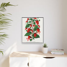 Prunus Triloba flower lithograph. Digitally enhanced from our own original 1900 edition plates of Botanical Specimen published by Rochester Lithographing