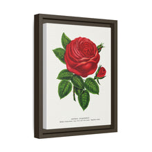 Red rose, General Jacquemont flower lithograph. Digitally enhanced from our own original 1900 edition plates of Botanical Specimen published by Rochester Lithographing