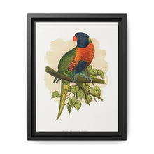 Blue Mountain Lory (Trichoglossus moluccanus) colored wood-engraved plate by Alexander Francis Lydon. - NOMADEN ART GALLERY