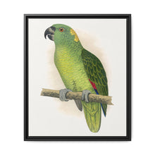 Yellow-Naped Amazon (Amazona auropalliata) colored wood-engraved plate by Alexander Francis Lydon - NOMADEN ART GALLERY