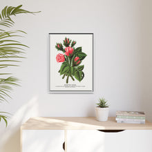 Pink roses, Crested Moss lithograph. Digitally enhanced from our own original 1900 edition plates of Botanical Specimen published by Rochester Lithographing