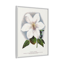 Clematis flower lithograph. Digitally enhanced from our own original 1900 edition plates of Botanical Specimen published by Rochester Lithographing