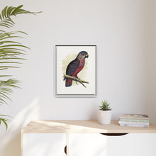 Dusky or Violet Parrot (Pionus fuscus) colored wood-engraved plate by Alexander Francis Lydon.