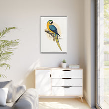 Blue and Yellow Macaw (Ara ararauna) colored wood-engraved plate by Alexander Francis Lydon