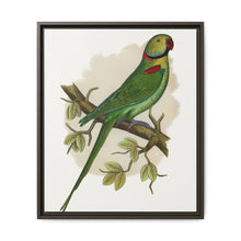 Alexandrine Parakeet (Psittacula eupatria) colored wood-engraved plate by Alexander Francis Lydon. - NOMADEN ART GALLERY