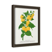 Golden queen raspberry lithograph. Digitally enhanced from our own original 1900 edition plates of Botanical Specimen published by Rochester Lithographing
