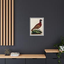 A horned Indian pheasant standing on the grass by J. Pass after J. E. Ihle.
