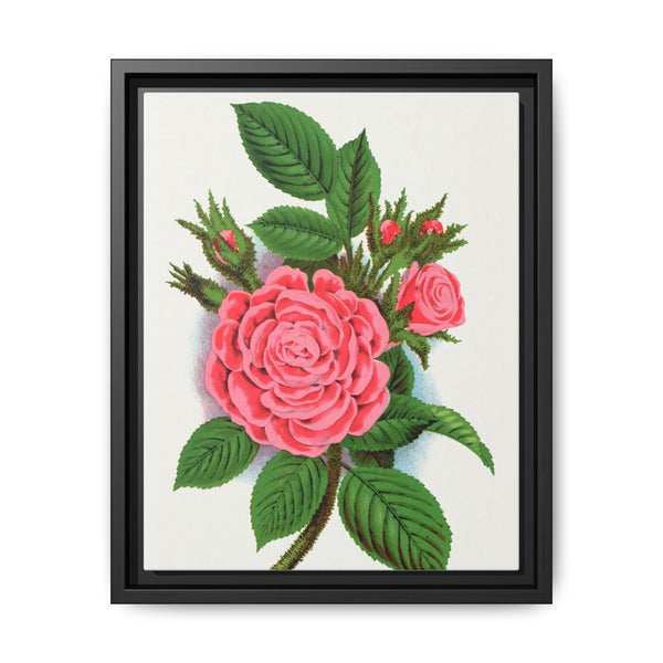 Pink rose, Salet Moss lithograph. Digitally enhanced from our own original 1900 edition plates of Botanical Specimen published by Rochester Lithographing - NOMADEN ART GALLERY