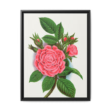 Pink rose, Salet Moss lithograph. Digitally enhanced from our own original 1900 edition plates of Botanical Specimen published by Rochester Lithographing - NOMADEN ART GALLERY
