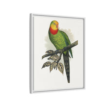 Barraband's Parakeet (Polytelis swainsonii) colored wood-engraved plate by Alexander Francis Lydon
