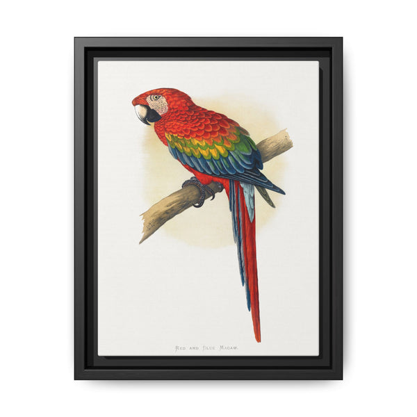 Red and Blue Macaw (Ara macao) colored wood-engraved plate by Alexander Francis Lydon - NOMADEN ART GALLERY