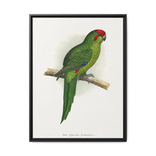 New Zealand Parrakeet (Cyanoramphus novaezelandiae) colored wood-engraved plate by Alexander Francis Lydon - NOMADEN ART GALLERY
