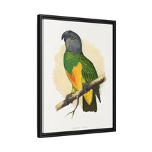 Senegal Parrot (Poicephalus senegalus) colored wood-engraved plate by Alexander Francis Lydon.