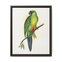 Masked Parrakeet (Prosopeia personata) colored wood-engraved plate by Alexander Francis Lydon