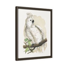 Placa xilográfica coloreada de la cacatúa de cresta blanca (Cacatua alba) de Alexander Francis Lydon