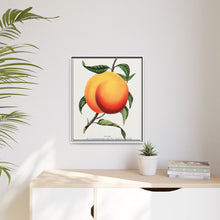 Foster peach lithograph. Digitally enhanced from our own original 1900 edition plates of Botanical Specimen published by Rochester Lithographing