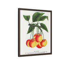 Gov Wood cherry lithograph. Digitally enhanced from our own original 1900 edition plates of Botanical Specimen published by Rochester Lithographing