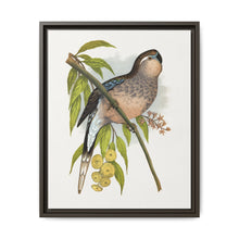 Bourke's Parrakeet (Neopsephotus bourkii) colored wood-engraved plate by Alexander Francis Lydon. - NOMADEN ART GALLERY
