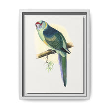 Barnard's Parrakeet (Barnardius barnardi) colored wood-engraved plate by Alexander Francis Lydon - NOMADEN ART GALLERY