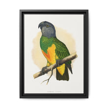 Senegal Parrot (Poicephalus senegalus) colored wood-engraved plate by Alexander Francis Lydon. - NOMADEN ART GALLERY