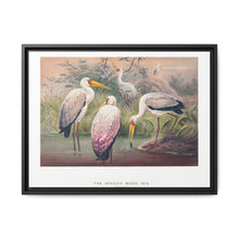 The African Wood Ibis from Zoological sketches (1861-1867) by Joseph Wolf and Philip Lutley Sclater - NOMADEN ART GALLERY