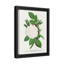 Rose, Perpetual White Moss lithograph. Digitally enhanced from our own original 1900 edition plates of Botanical Specimen published by Rochester Lithographing - NOMADEN ART GALLERY