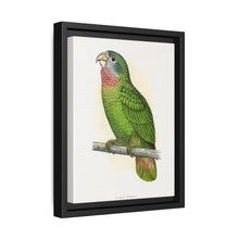 Jamaica Parrot (Amazona collaria) colored wood-engraved plate by Alexander Francis Lydon - NOMADEN ART GALLERY