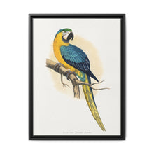 Blue and Yellow Macaw (Ara ararauna) colored wood-engraved plate by Alexander Francis Lydon - NOMADEN ART GALLERY