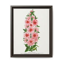 Prunus Triloba flower lithograph. Digitally enhanced from our own original 1900 edition plates of Botanical Specimen published by Rochester Lithographing - NOMADEN ART GALLERY
