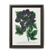Wachusetts Thornless blackberry lithograph. Digitally enhanced from our own original 1900 edition plates of Botanical Specimen published by Rochester Lithographing - NOMADEN ART GALLERY