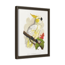 Kleiner Zitronenhaubenkakadu (Cacatua sulphurea) farbige Holzstichplatte von Alexander Francis Lydon