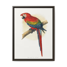 Red and Blue Macaw (Ara macao) colored wood-engraved plate by Alexander Francis Lydon - NOMADEN ART GALLERY