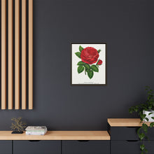 Red rose, General Jacquemont flower lithograph. Digitally enhanced from our own original 1900 edition plates of Botanical Specimen published by Rochester Lithographing