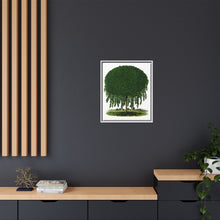 Kilmarnock Weeping Willow tree lithograph. Digitally enhanced from our own original 1900 edition plates of Botanical Specimen published by Rochester Lithographing