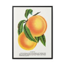 Champion plum lithograph from Botanical Specimen published by Rochester Lithographing - NOMADEN ART GALLERY