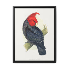 Gang-Gang Cockatoo (Callocephalon fimbriatum) colored wood-engraved plate by Alexander Francis Lydon - NOMADEN ART GALLERY