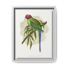 Blossom-Headed Parrakeet (Psittacula roseata) colored wood-engraved plate by Alexander Francis Lydon. - NOMADEN ART GALLERY