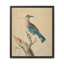 Coracias Benghalensis by Sarah Stone - NOMADEN ART GALLERY