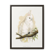 Goffin's Cockatoo (Cacatua goffiniana) colored wood-engraved plate by Alexander Francis Lydon. - NOMADEN ART GALLERY