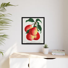 Vermont Beauty pear lithograph. Digitally enhanced from our own original 1900 edition plates of Botanical Specimen published by Rochester Lithographing