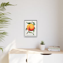 Foster peach lithograph. Digitally enhanced from our own original 1900 edition plates of Botanical Specimen published by Rochester Lithographing